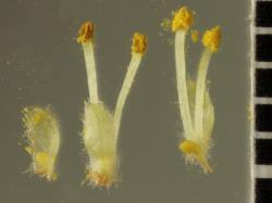 Salix ×fragilis f. vitellina. Male flowers.
 Image: D. Glenny © Landcare Research 2020 CC BY 4.0